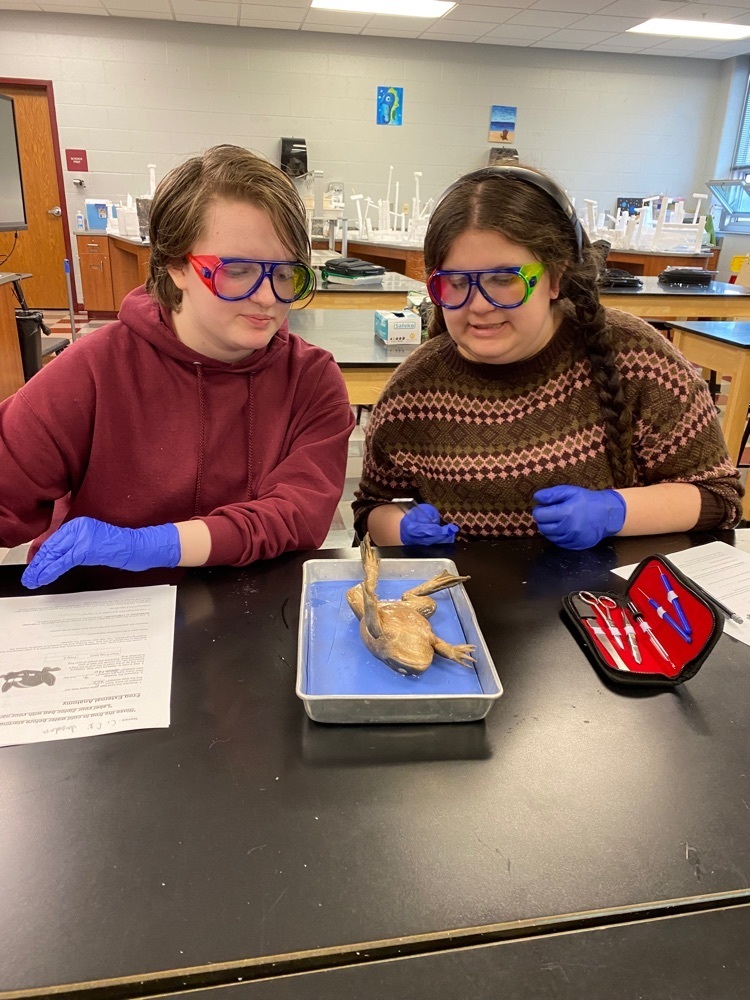 pig dissection 