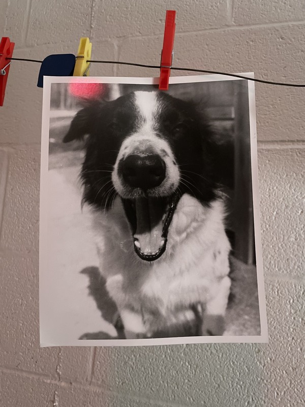 Photo of a dog