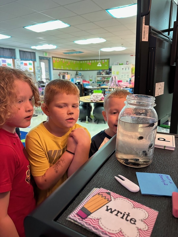 Students observing frogs