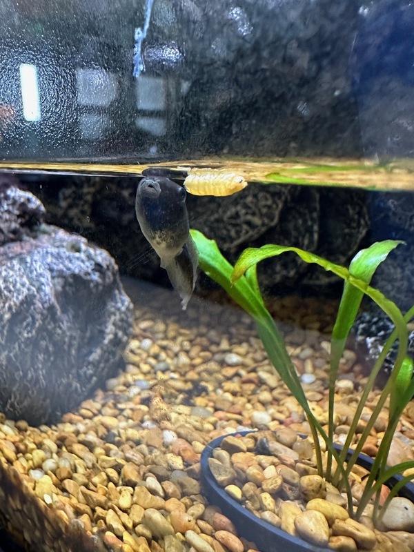 A tadpole swimming